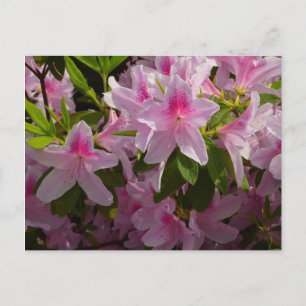 Carte Postale Rose Azalea Bush printemps floral