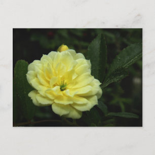 Carte postale Rose Banksia