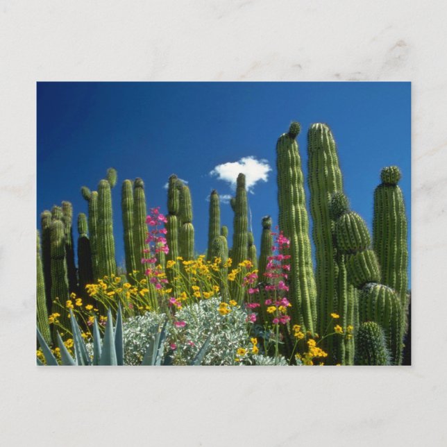 Carte Postale Rose Beaucoup de plantes, Désert de Sonoran, fleur (Devant)