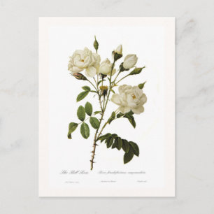 Carte Postale Rose Bell
