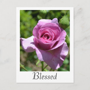 Carte postale Rose Bénédictions