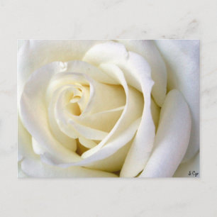 Carte Postale Rose blanc