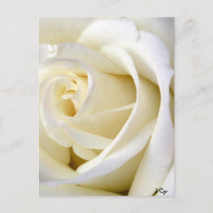 Carte Postale Rose blanc