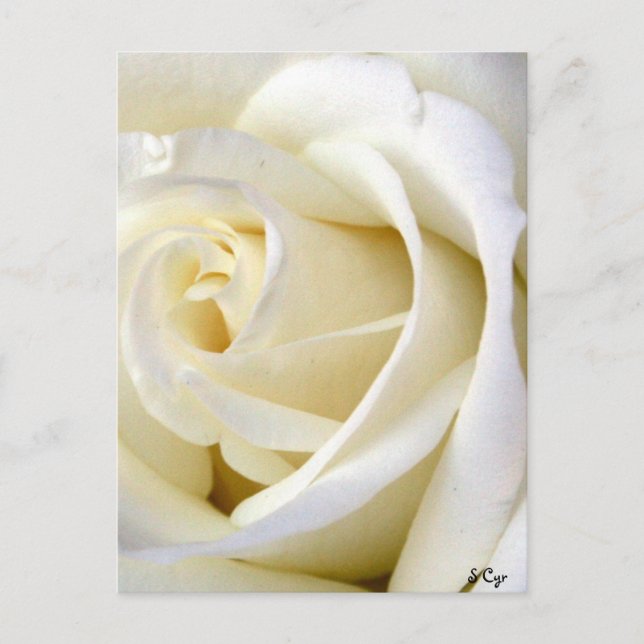 Carte Postale Rose blanc (Devant)