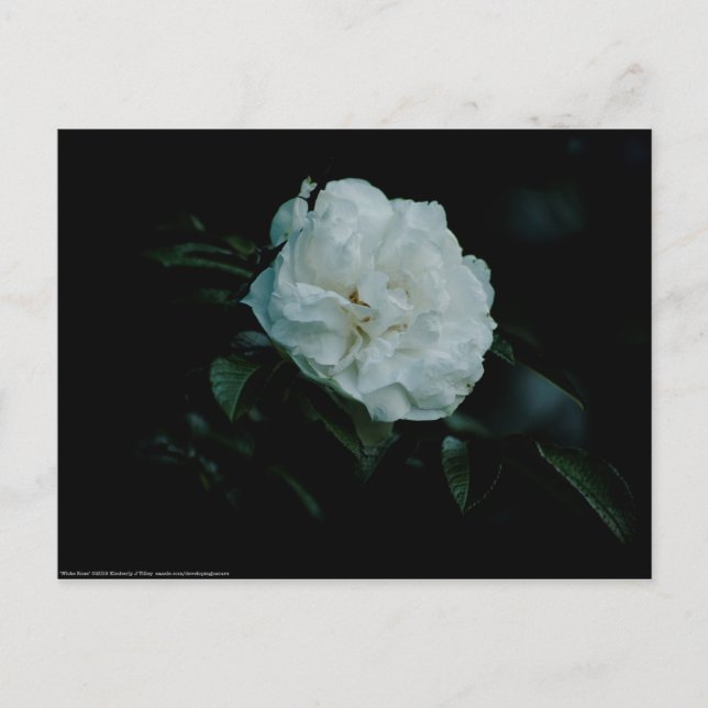 Carte Postale Rose blanche (Devant)