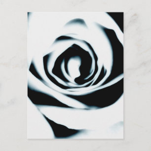 Carte postale Rose blanche
