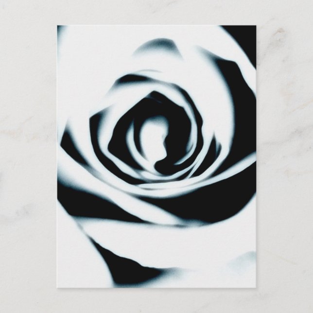 Carte postale Rose blanche (Devant)