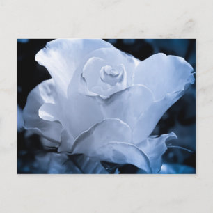 Carte Postale Rose blanche