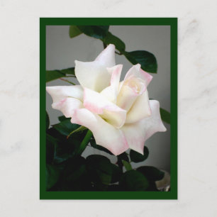Carte postale Rose blanche