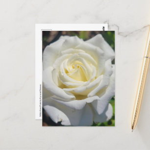 Carte postale Rose blanche