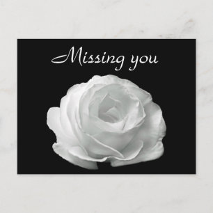 Carte Postale Rose blanche
