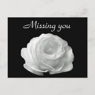 Carte Postale Rose blanche