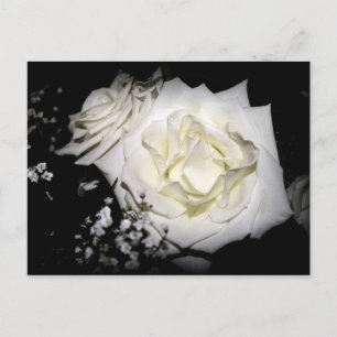 Carte Postale Rose blanche