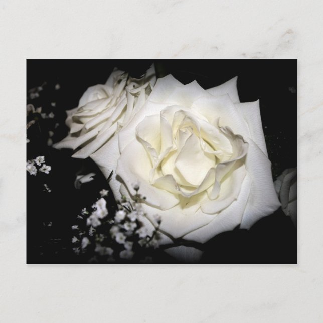 Carte Postale Rose blanche (Devant)