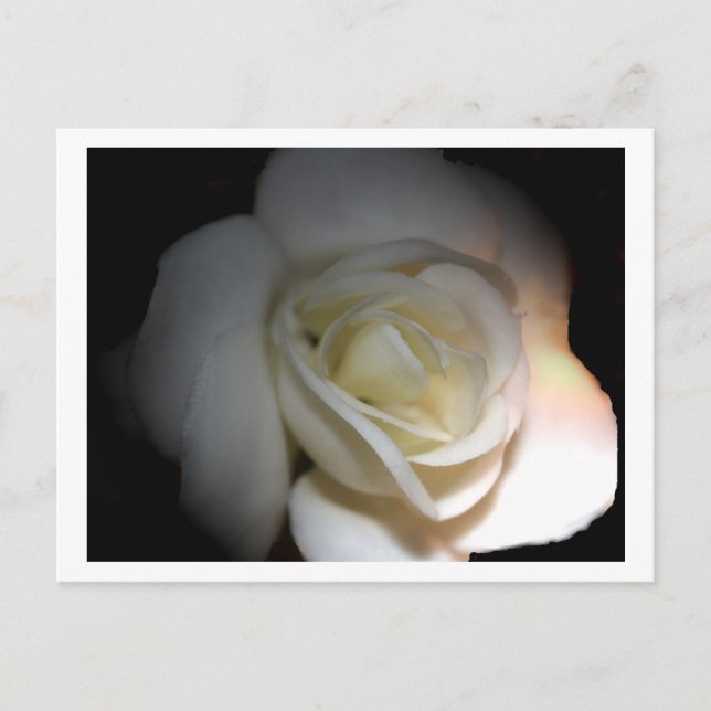 Carte Postale rose blanche (Devant)