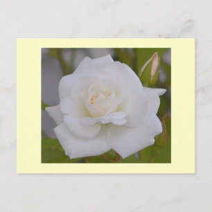 Carte Postale Rose blanche