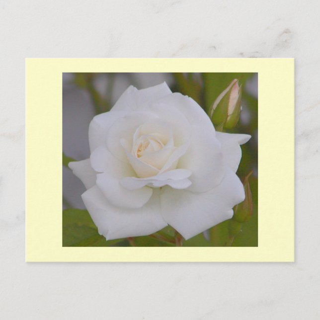 Carte Postale Rose blanche (Devant)