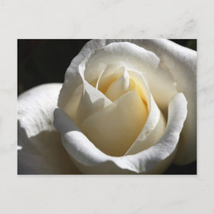 Carte postale Rose blanche