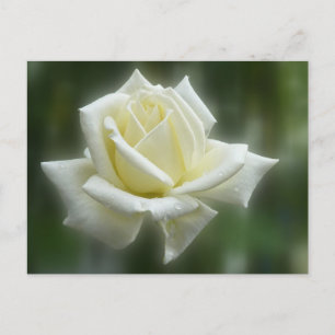 Carte Postale Rose blanche