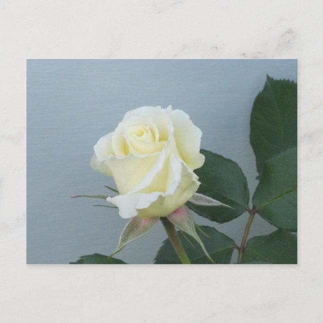 Carte postale Rose Blanche (Devant)
