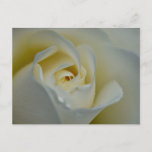 Carte Postale Rose blanche