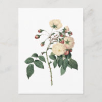 Rose blanche botanique