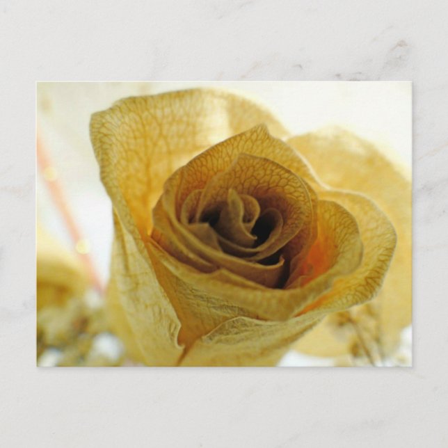Carte postale Rose blanche séchée (Devant)