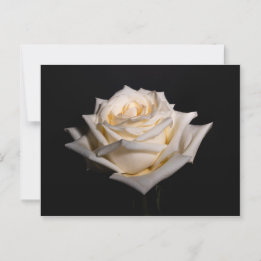 Carte Postale Rose blanche simple