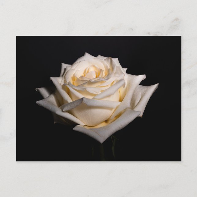 Carte Postale Rose blanche simple (Devant)
