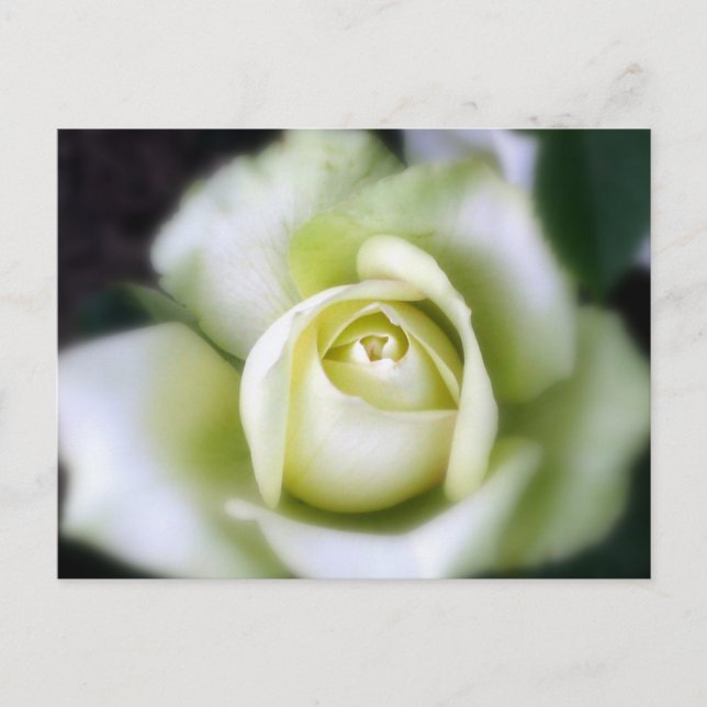 Carte Postale Rose blanche Soft Focus (Devant)