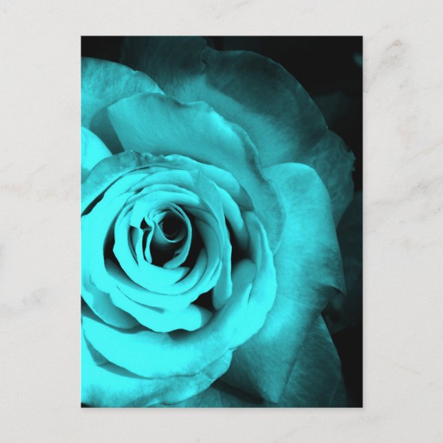 Carte Postale Rose bleu (Devant)