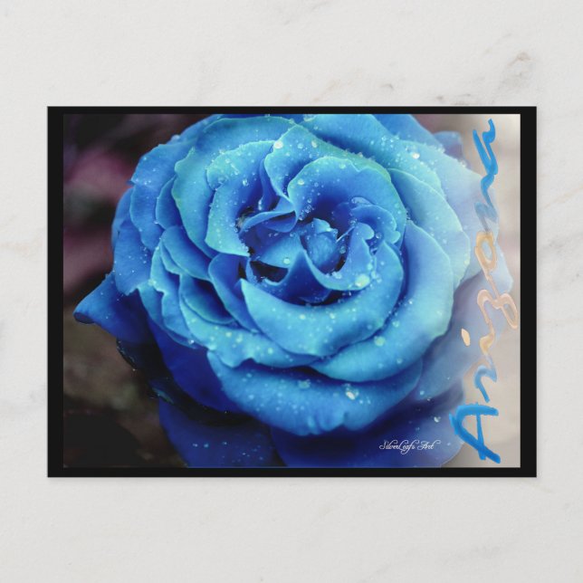 Carte Postale Rose bleu (Devant)