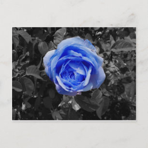 Carte Postale Rose bleu