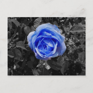 Carte Postale Rose bleu