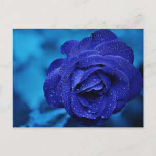 Carte Postale Rose bleu avec gouttes de Dew