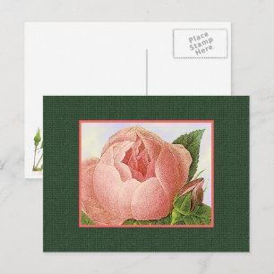 Carte postale Rose Botanique Rose Blanc Art