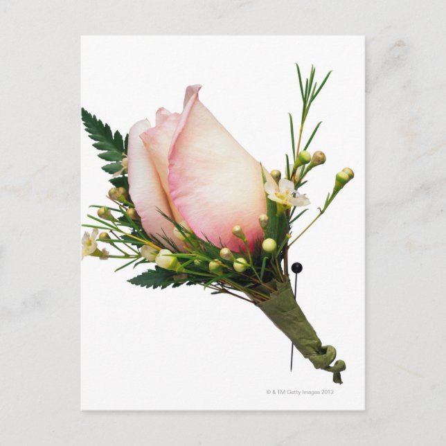 Carte Postale Rose Boutonniere (Devant)