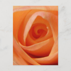 Carte Postale Rose Bud