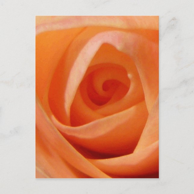 Carte Postale Rose Bud (Devant)