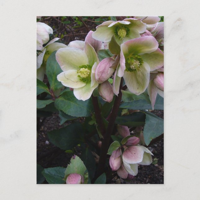 Carte postale Rose carême rose (Devant)