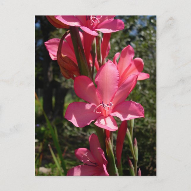 Carte postale rose chaud (Devant)