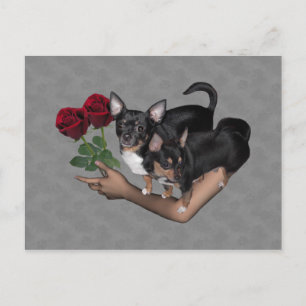 Carte postale Rose Chihuahua