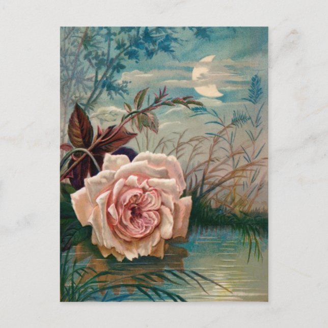 Carte postale Rose clair de lune (Devant)