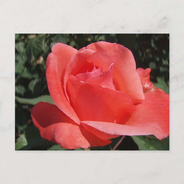 Carte Postale Rose corail (Devant)