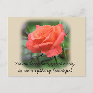 Carte Postale Rose corail avec Raindrops