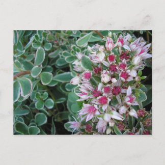 Carte Postale Rose Couvre-sol