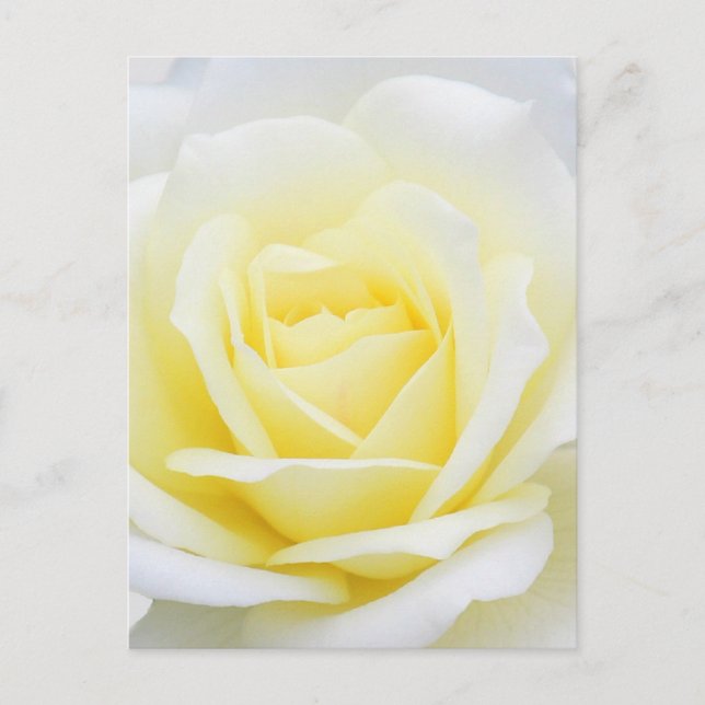 Carte Postale Rose crémeux (Devant)