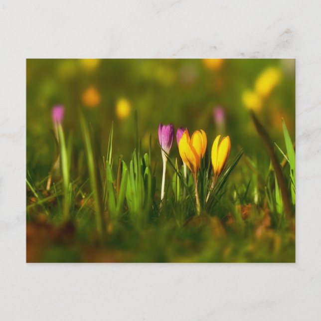 Carte postale rose Crocus printemps (Devant)