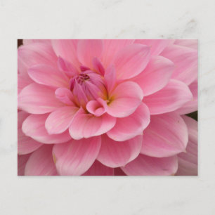 Carte postale rose Dahlia