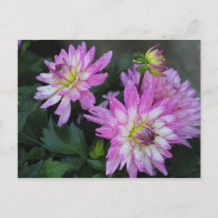 Carte postale Rose Dahlia